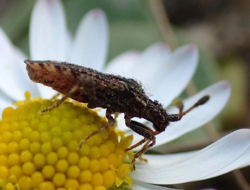 Réf. 192 894 : Strobilotoma typhaecornis